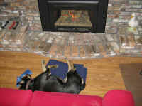 Bronxie by the fire December 12, 2009