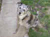 9/25/07 Cabo got his wings
