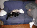 Cats101.JPG (84200 bytes)
