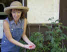 theHarvest.JPG (648242 bytes)