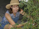 theTomatoes.JPG (712900 bytes)